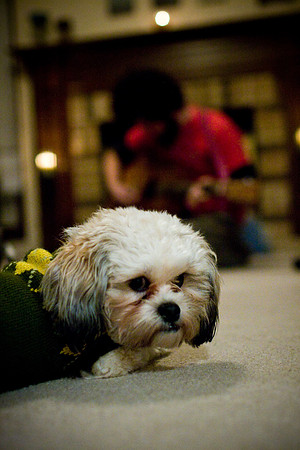 diy dog